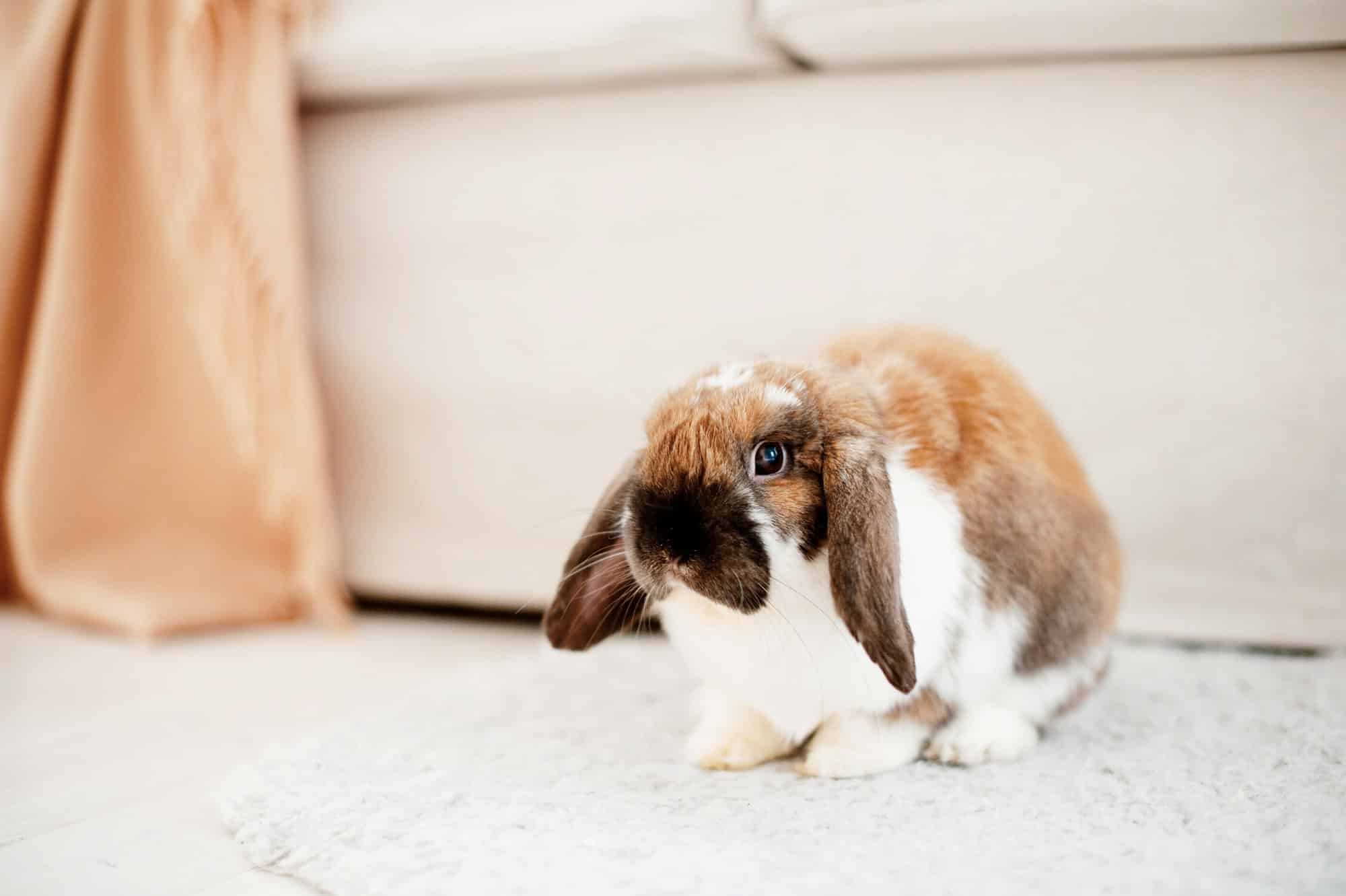rabbit