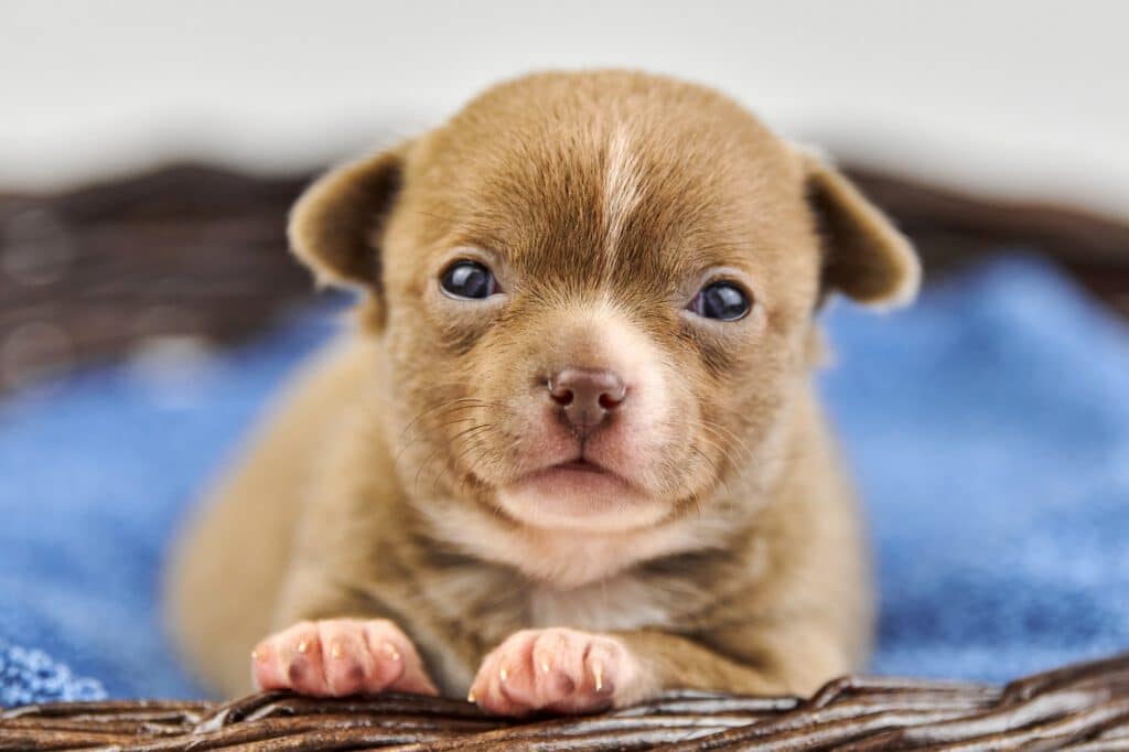 Chihuahua puppy in basket.
