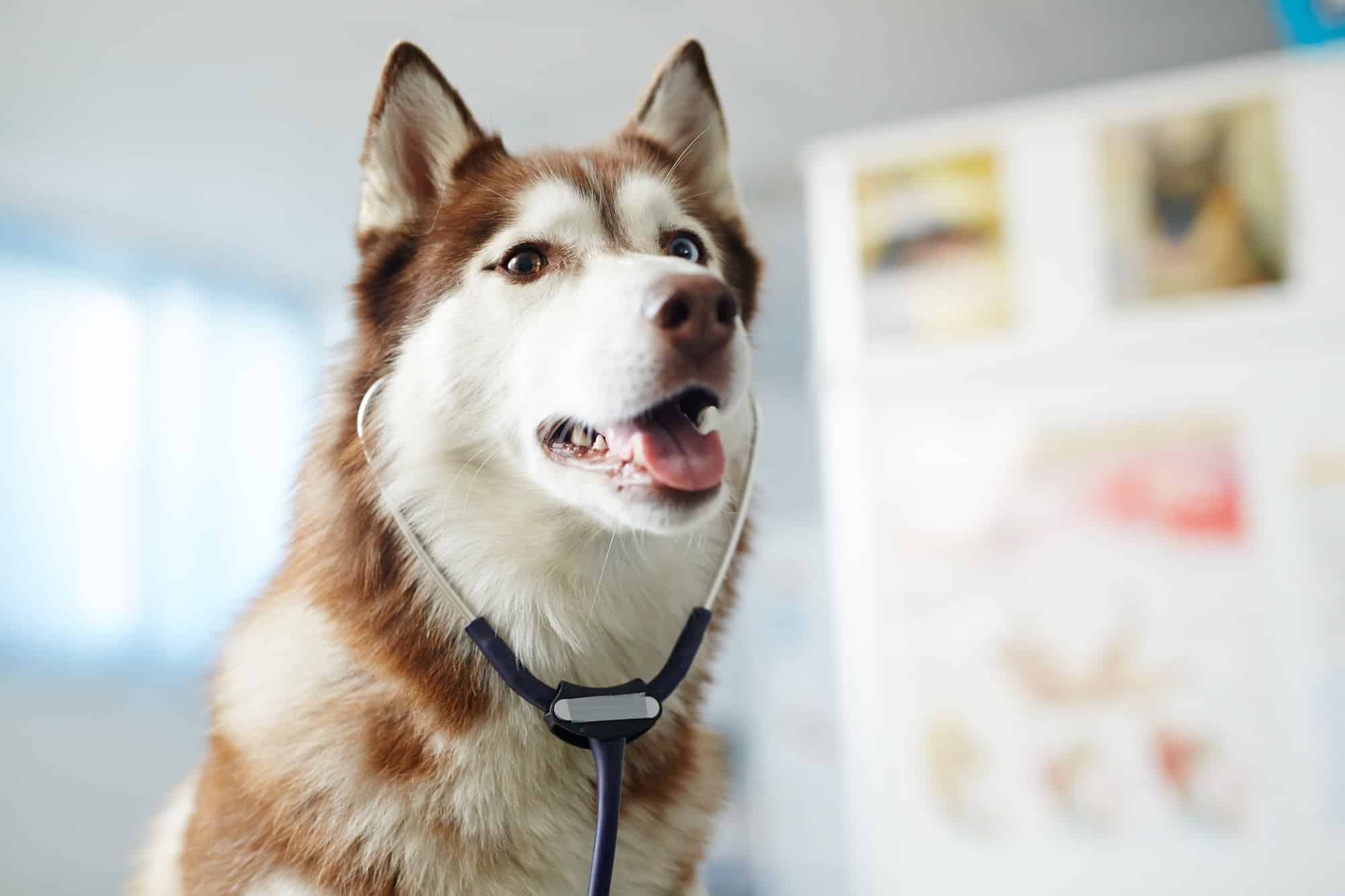 Dog doc