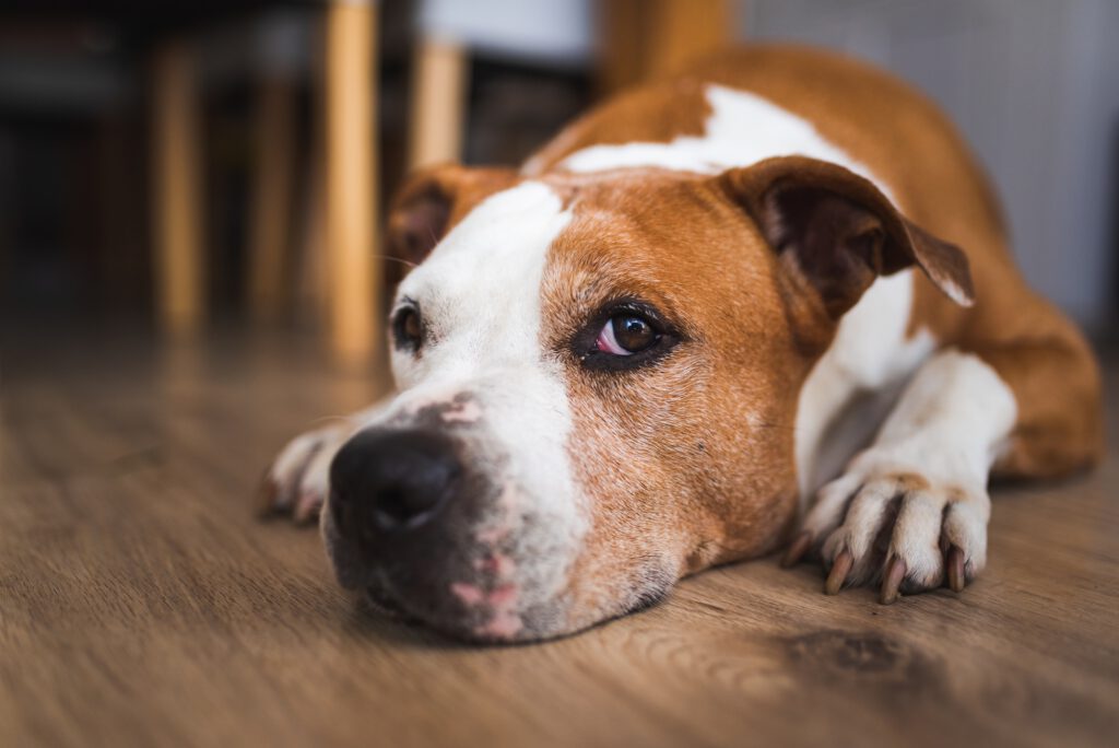 Old Dog lying on wooden floor indoors, brown amstaff terrier resting