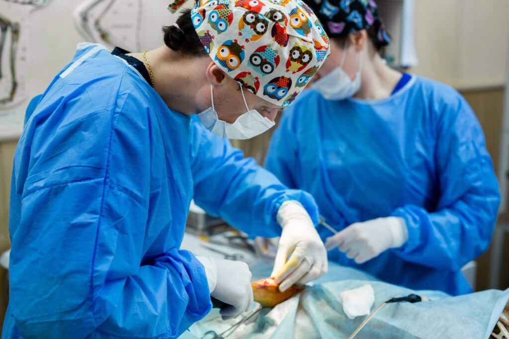Operation paws dog in a veterinary clinic