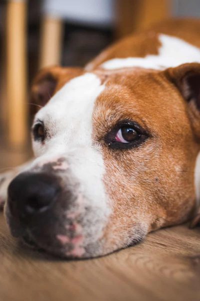 Old Dog lying on wooden floor indoors, brown amstaff terrier resting