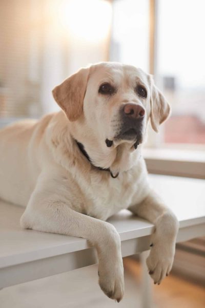 Portrait of Labrador Dog at Vet Clinic